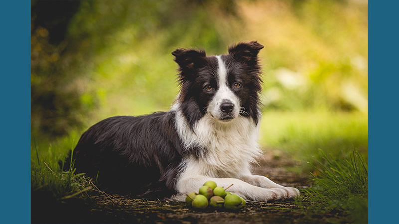 Border Collie 6