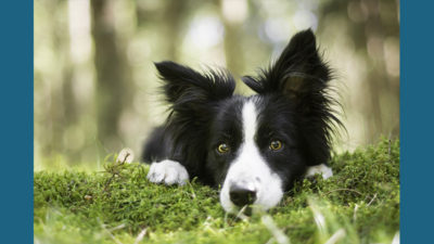 Border Collie 7