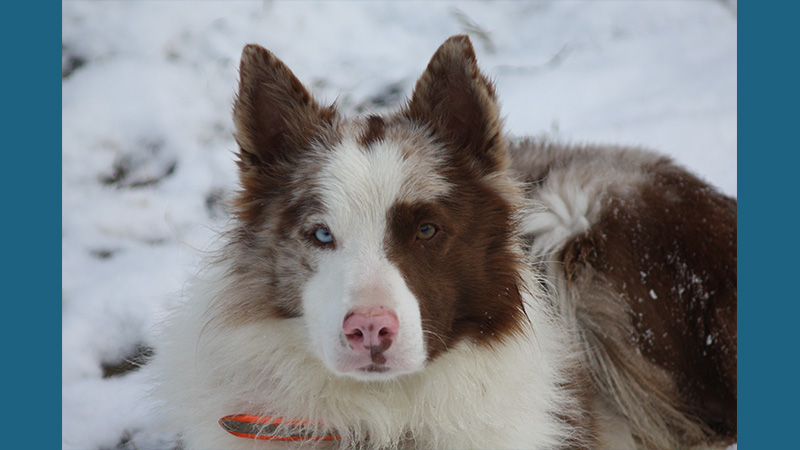 Border Collie 8