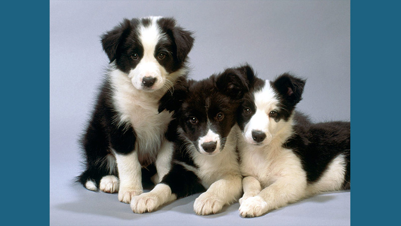 Border Collie 9