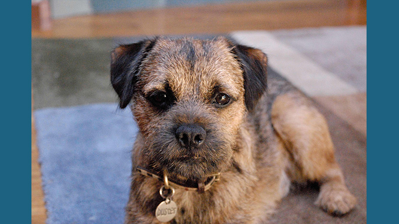 Border Terrier 1