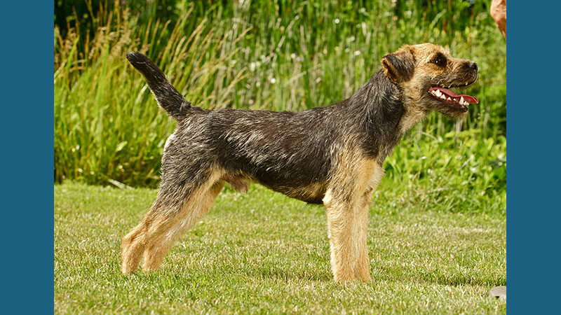 Border Terrier 10