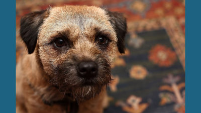 Border Terrier 11