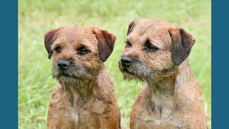 Border Terrier 12