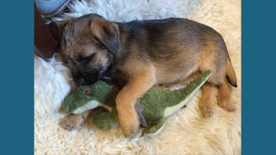 Border Terrier 13