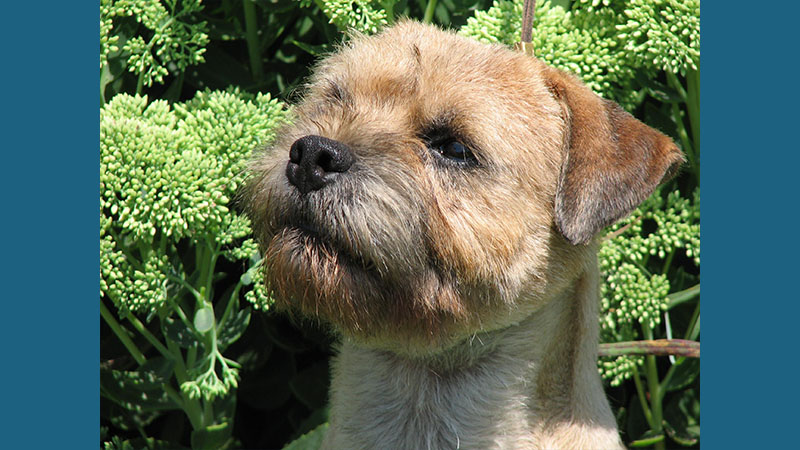 Border Terrier 14