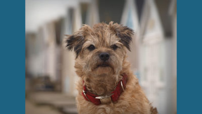 Border Terrier 2