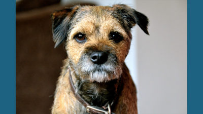 Border Terrier 3