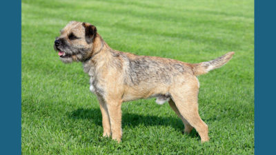 Border Terrier 4