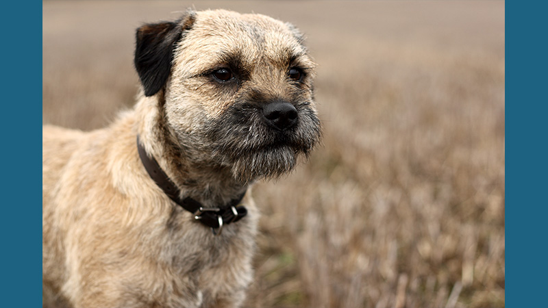 Border Terrier 6