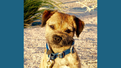 Border Terrier 7