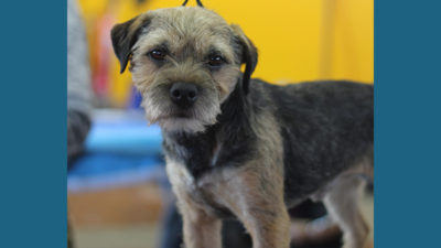 Border Terrier 8