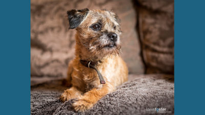 Border Terrier 9