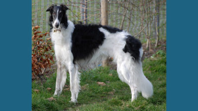 Borzoi 1