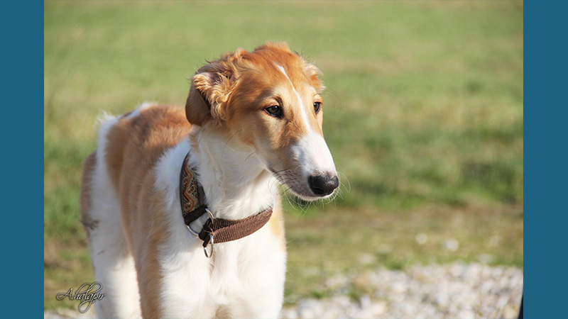 Borzoi 11