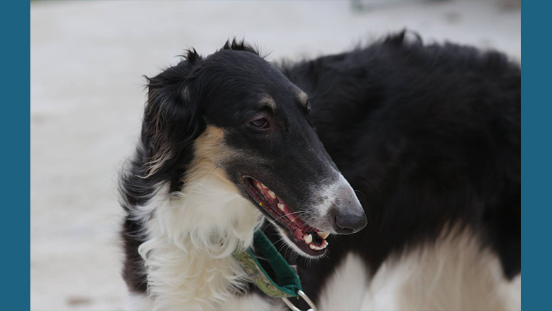 Borzoi 12