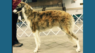 Borzoi 13