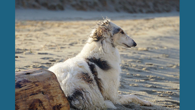 Borzoi 14