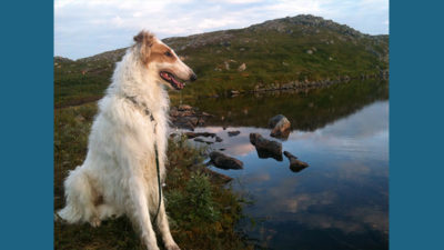 Borzoi 15