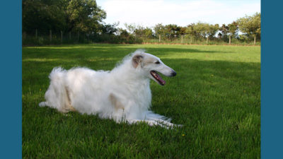 Borzoi 16