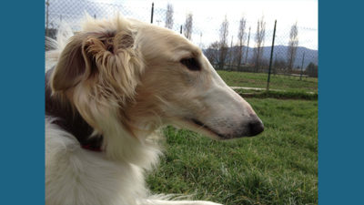 Borzoi 17