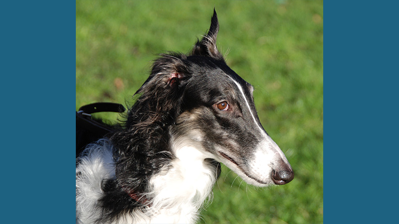 Borzoi 2