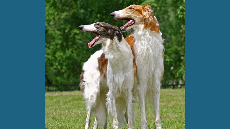 Borzoi 3