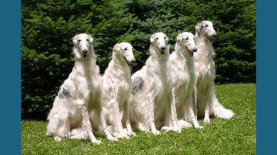 Borzoi 4