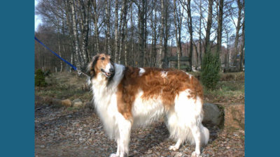 Borzoi 5