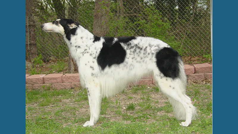 Borzoi 6