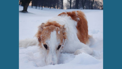 Borzoi 7