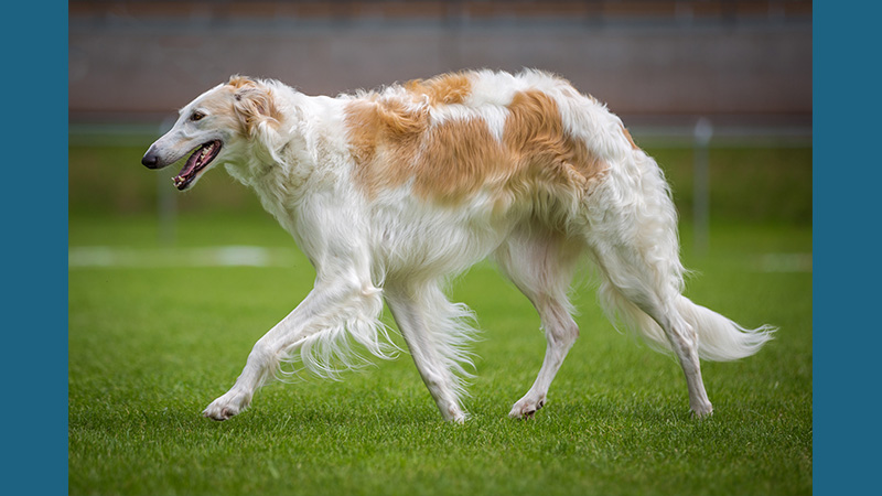 Borzoi 8