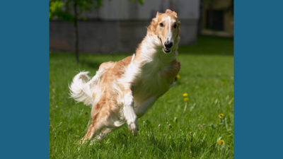 Borzoi 9