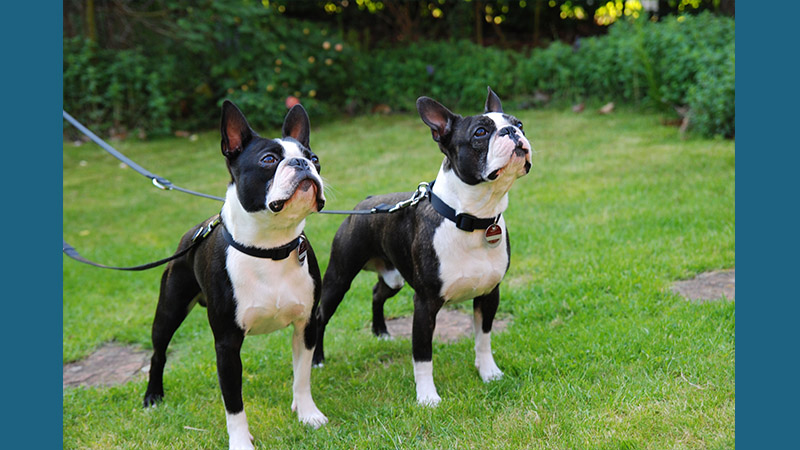 Boston Terrier 1