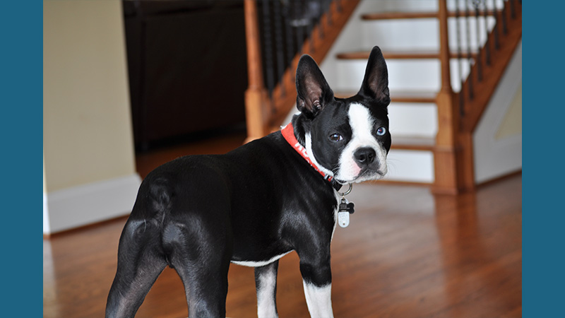 Boston Terrier 10