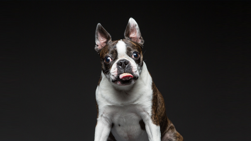 Boston Terrier 11