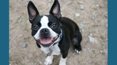 Boston Terrier 12