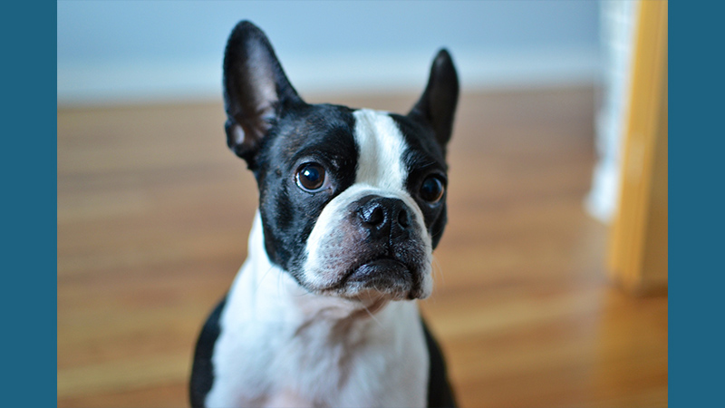 Boston Terrier 13