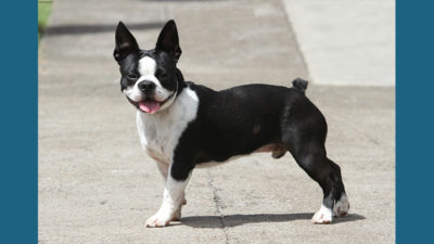 Boston Terrier 14