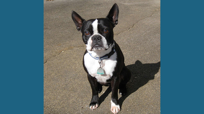 Boston Terrier 15