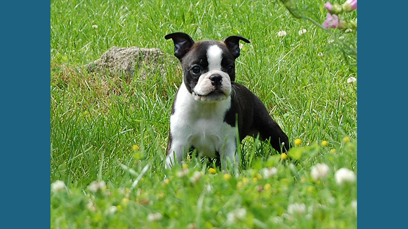 Boston Terrier 2