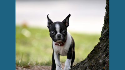 Boston Terrier 3