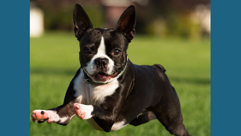 Boston Terrier 4