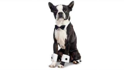 Boston Terrier 6