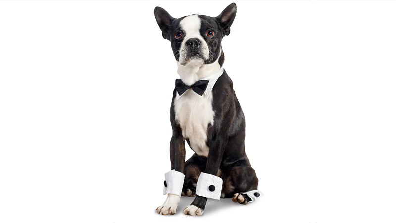 Boston Terrier 6