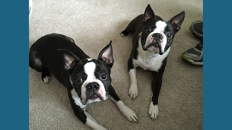 Boston Terrier 7