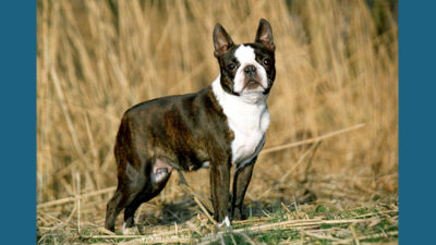 Boston Terrier 8