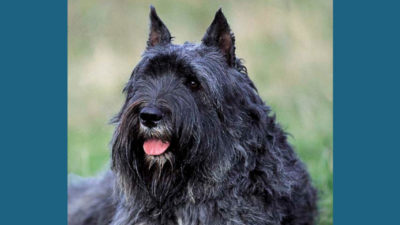 Bouvier des Flandres 1