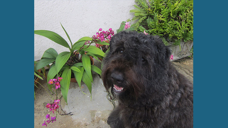 Bouvier des Flandres 10