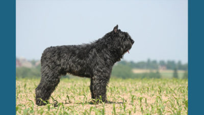 Bouvier des Flandres 11